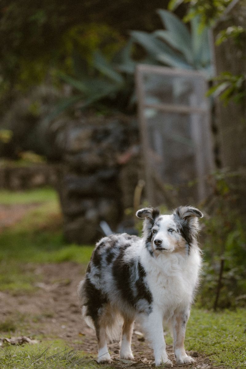 11 dog breeds that don't need louder owners – they need clearer ones 6 Australian Shepherd