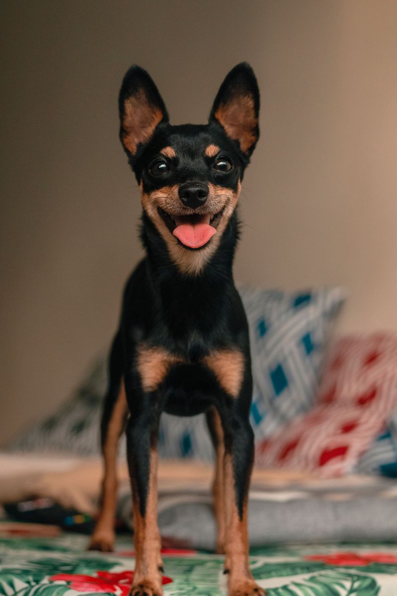 These dogs can enjoy the whole household while making their favorite human painfully obvious 9 Miniature Pinscher