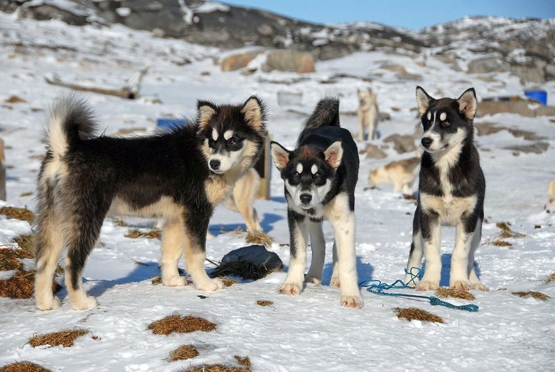 9 Dog Breeds with Foxlike Features and 13 with Wolfish Looks 21 Greenland Dog