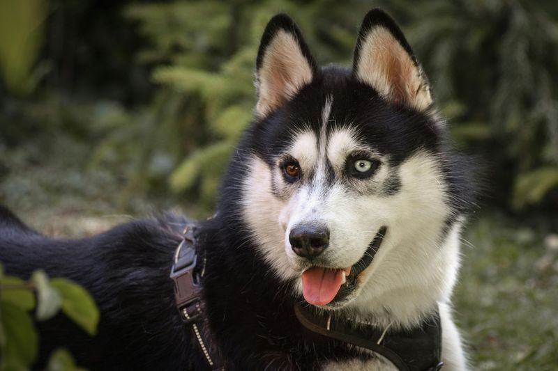 12 dog breeds owners should think carefully about before adding other pets 4 Siberian Husky