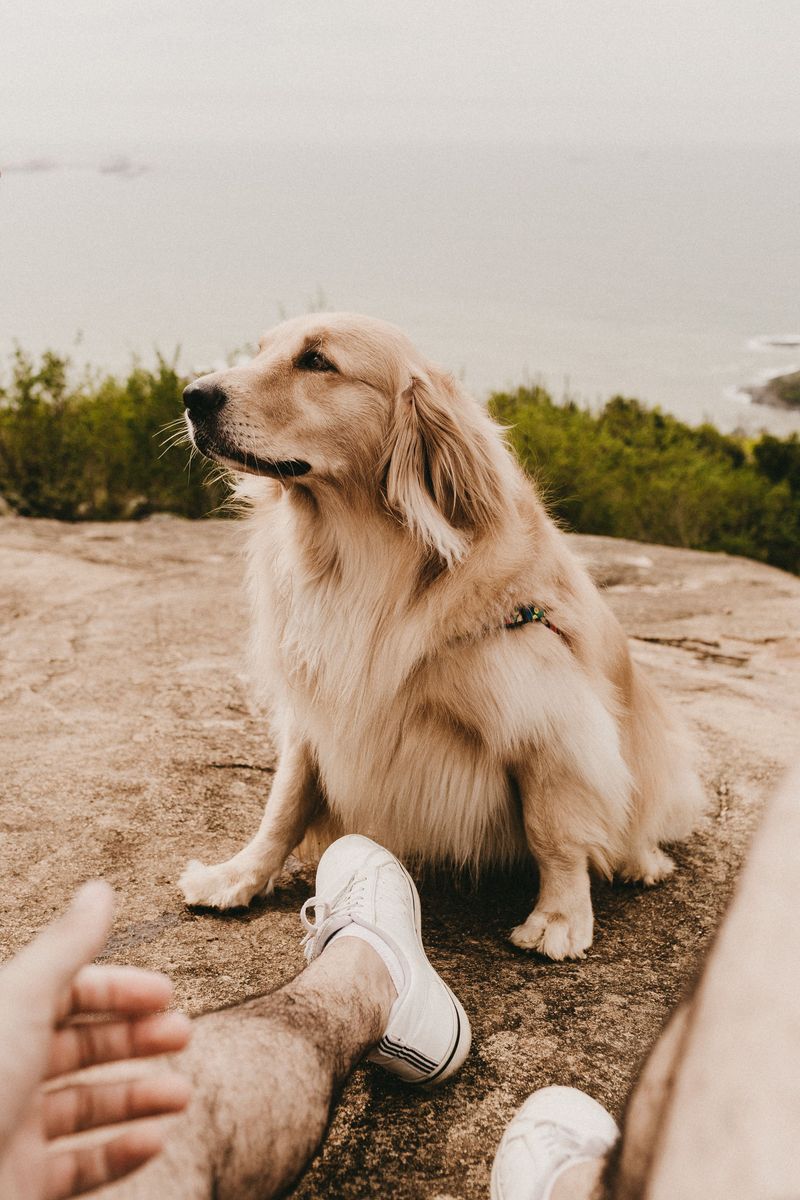 11 dog breeds whose personalities continue to unfold over time - plus 3 that mature beautifully 5 Golden Retriever