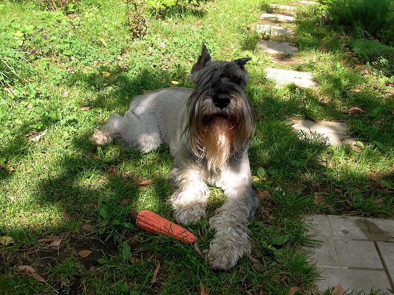 Everyone looks relaxed - These dogs may still be watching the one thing that changed 5 Standard Schnauzer: The Bag That Wasn't There