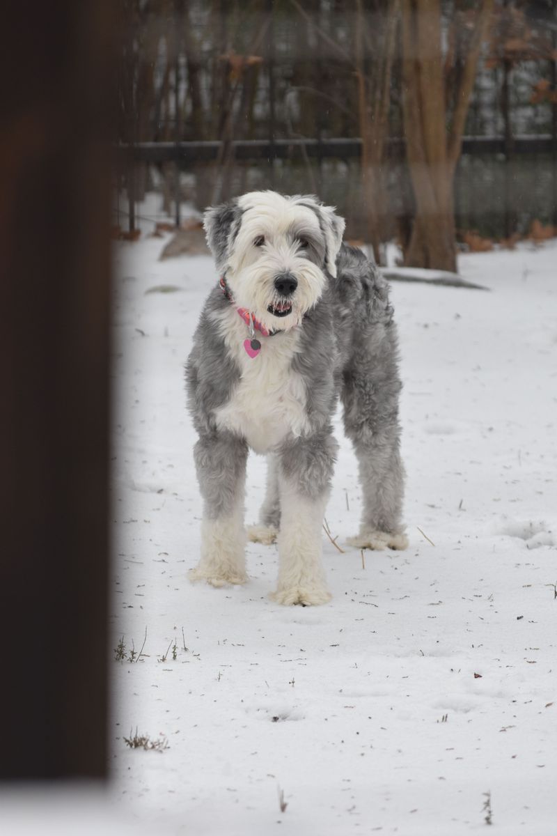The dog may look perfect - But the daily workload can become exhausting fast 8 Old English Sheepdog