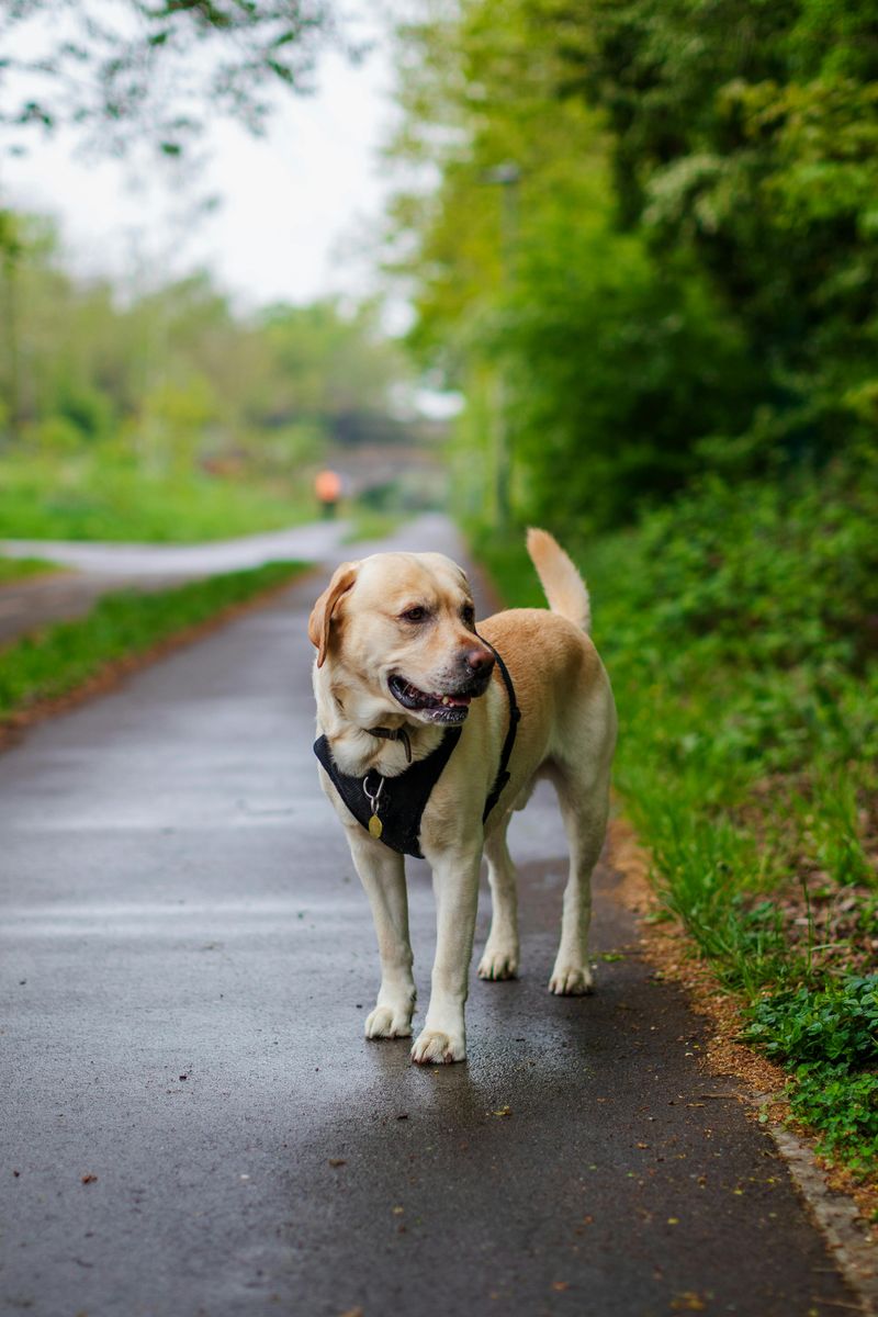 12 dog breeds that make owners say never again - plus 5 they would choose twice 14 Labrador Retriever