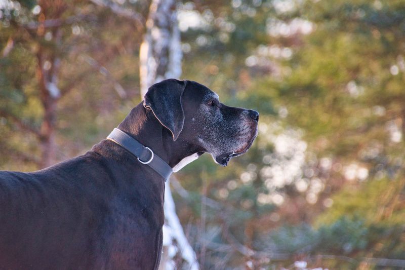 Your lifestyle may matter more than your favorite breed - these dogs show why 7 Great Dane