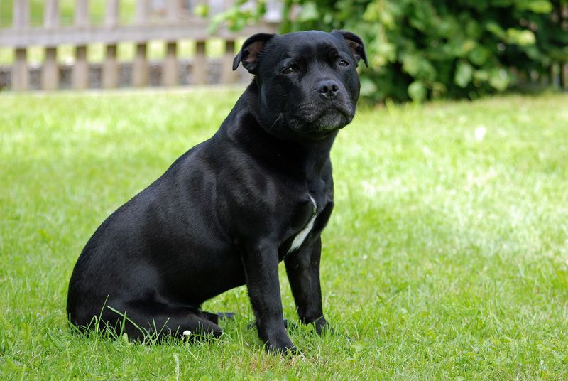 26 Bulldog Breeds Recognized for Their Strength and Endurance 13 Staffordshire Bull Terrier