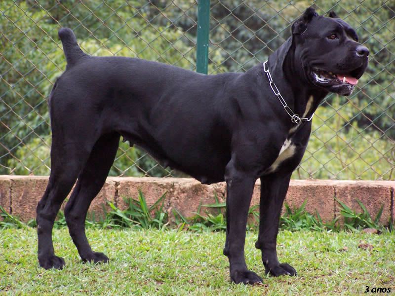 Remember when today's favorite breed wasn't everywhere? These dogs could be next in line for the spotlight 2 Cane Corso
