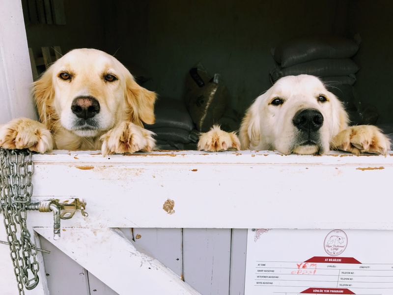 The way these 12 dog breeds handle strangers may completely change the breed you choose 2 Golden Retriever