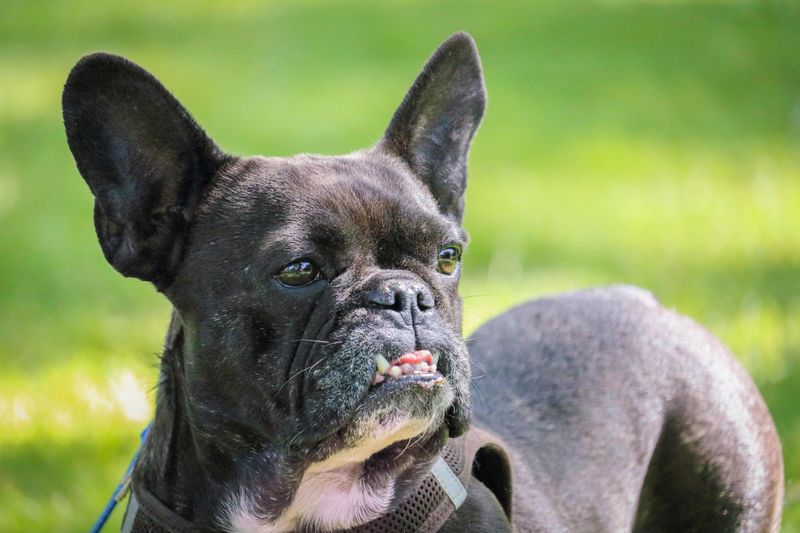 28 Friendly Dog Breeds That Thrive on Human Connection 26 French Bulldog