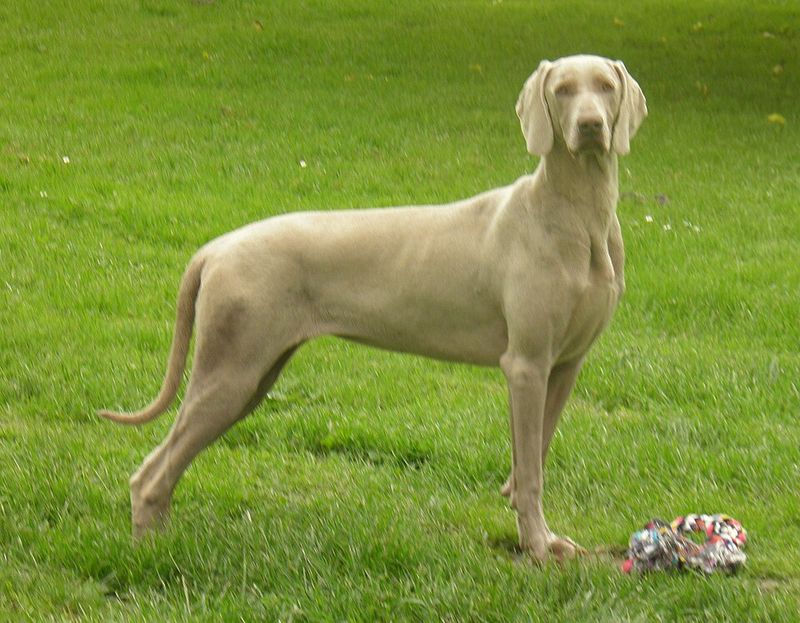 11 dog breeds that don’t just need training - they need the right kind of owner 9 Weimaraner