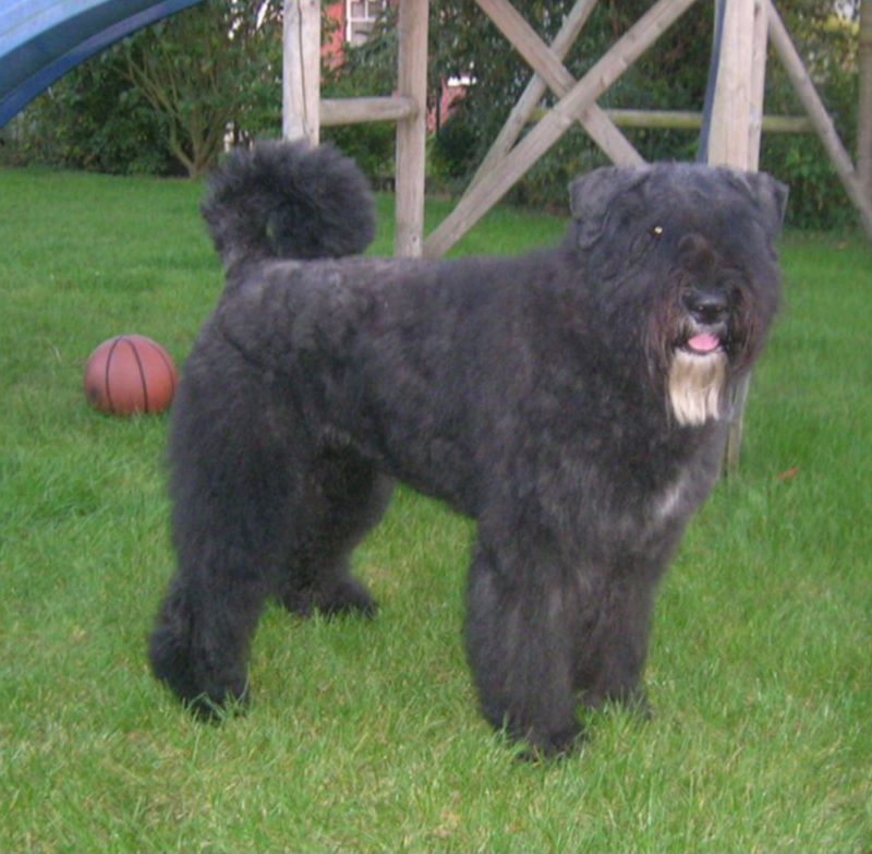 25 Unusual Dog Breeds That Stand Out for Their One-of-a-Kind Features 12 Bouvier des Flandres