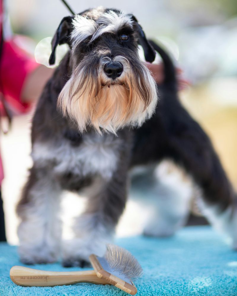 Miniature Schnauzer