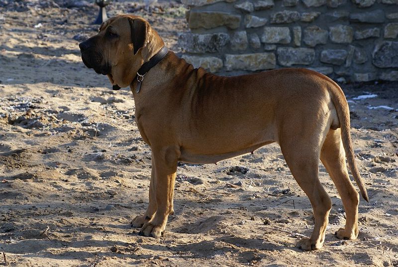 10 dog breeds that require careful handling due to potential aggression toward owners 9 Fila Brasileiro