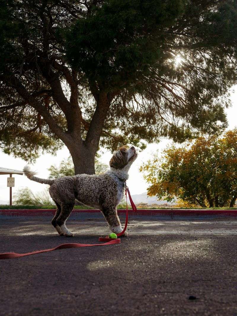 Lagotto romagnolo