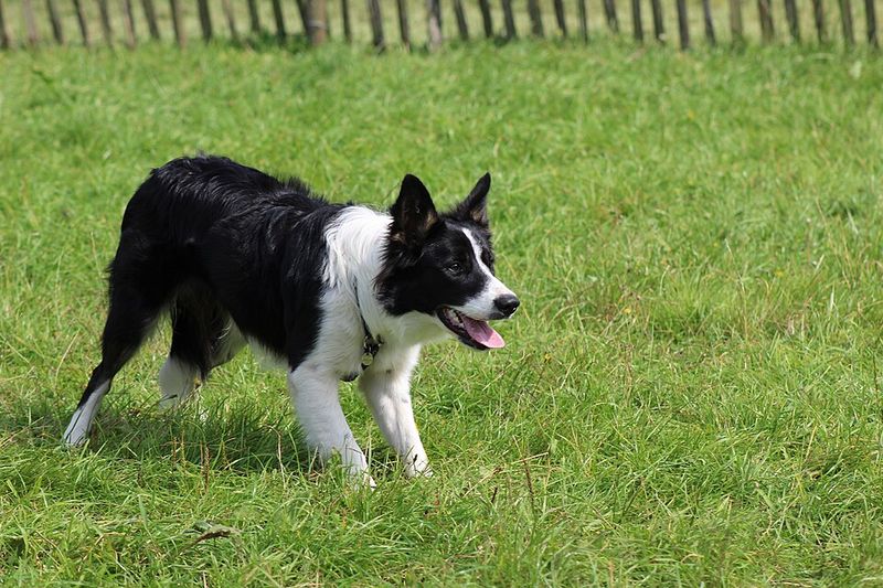 18 Independent Outdoor Dog Breeds That Are Happiest With Farms, Fields And Freedom 3 Border Collie