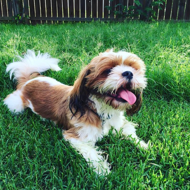 Cava-Tzu
