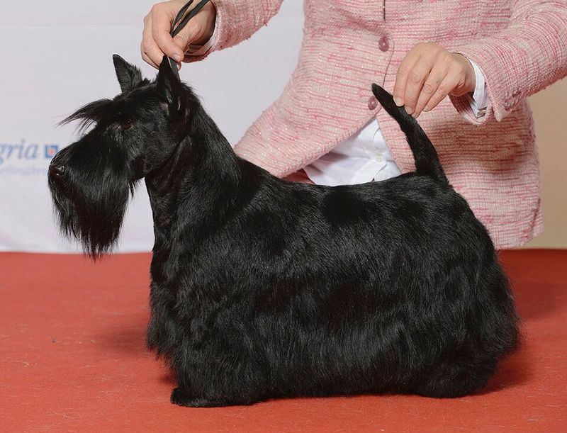 Think ignoring a dog will make it beg for your attention? These breeds may ignore you right back 6 Scottish Terrier