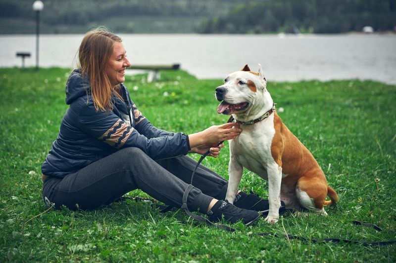 American Staffordshire Terrier