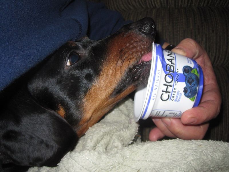 Yogurt