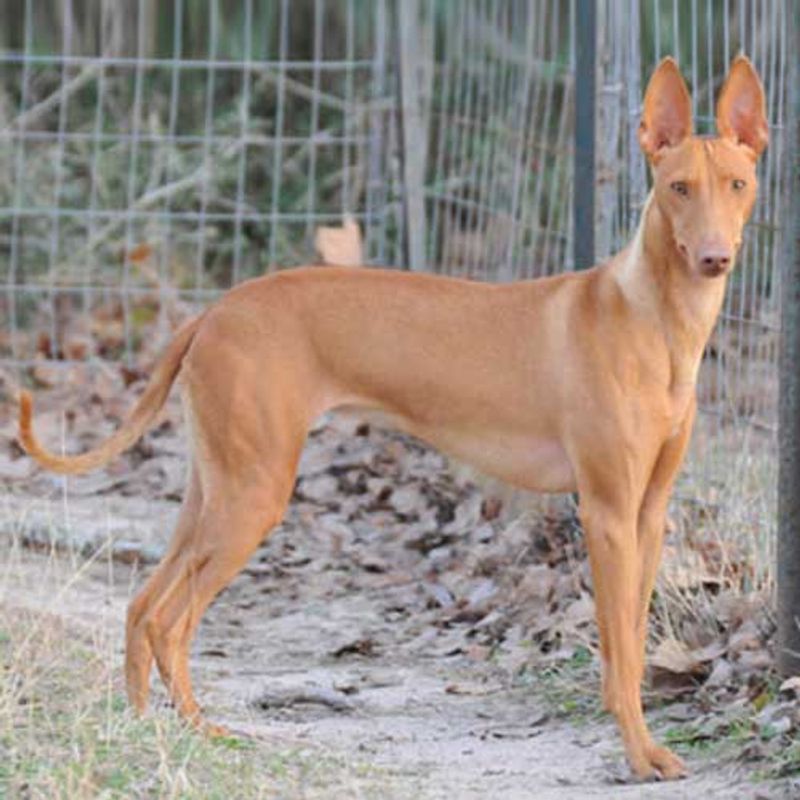 16 Delightfully Quirky Dog Breeds That Win Hearts with Their Unique Charms 13 Cirneco dell’Etna