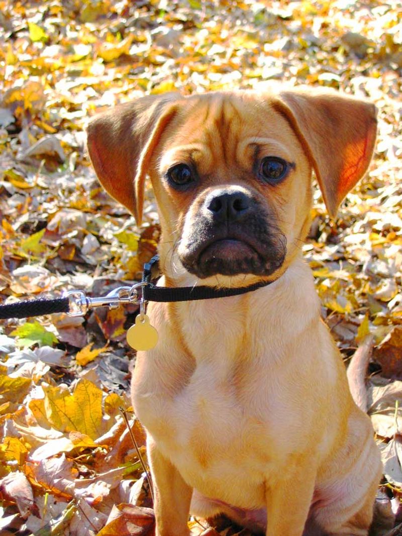 Puggle