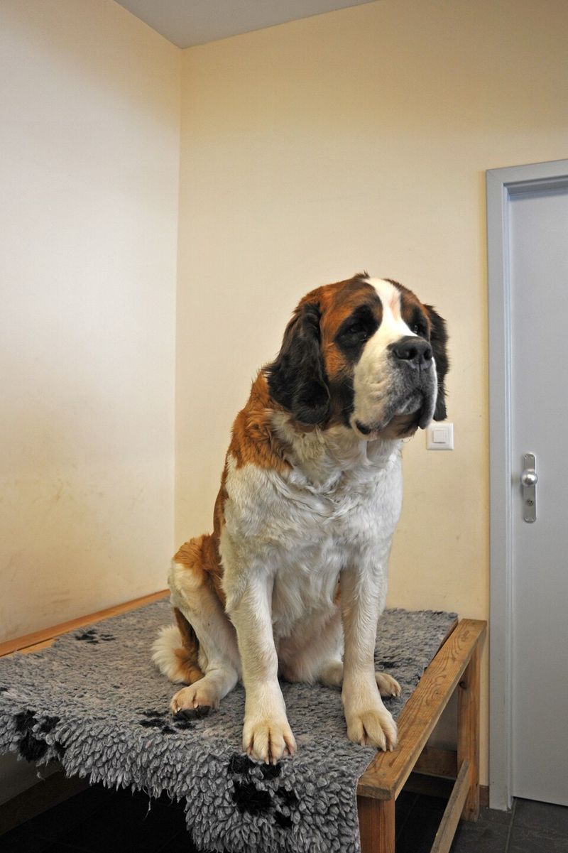Saint Bernard