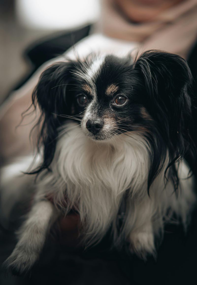 Papillon