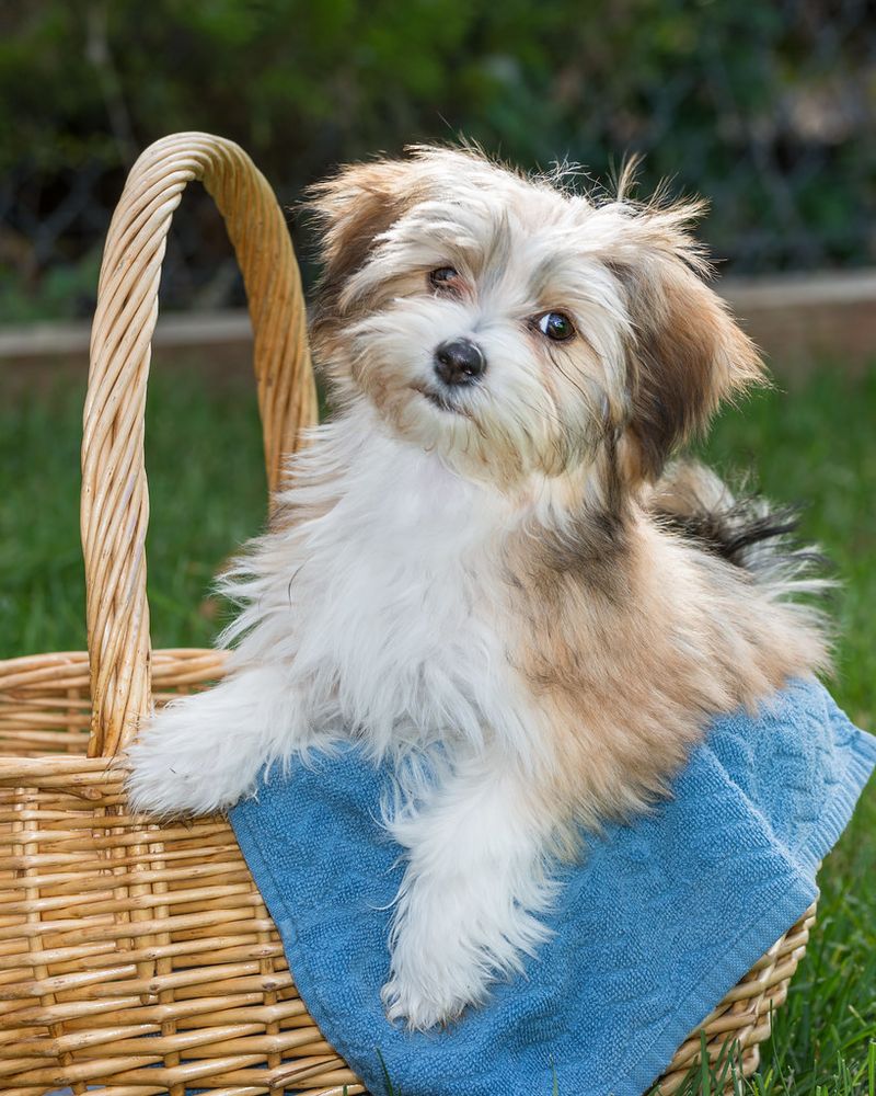 Havanese