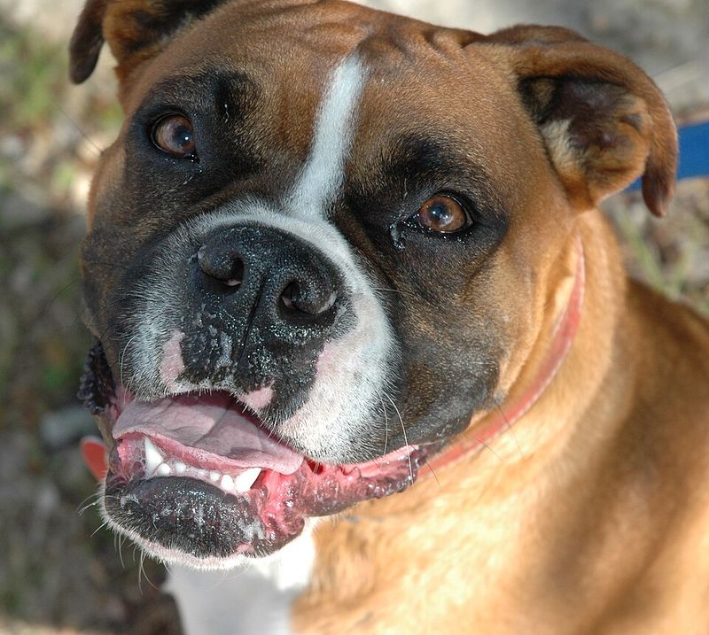 25 Dog Breeds That May Be Too Demanding for Older Owners 15 Boxer