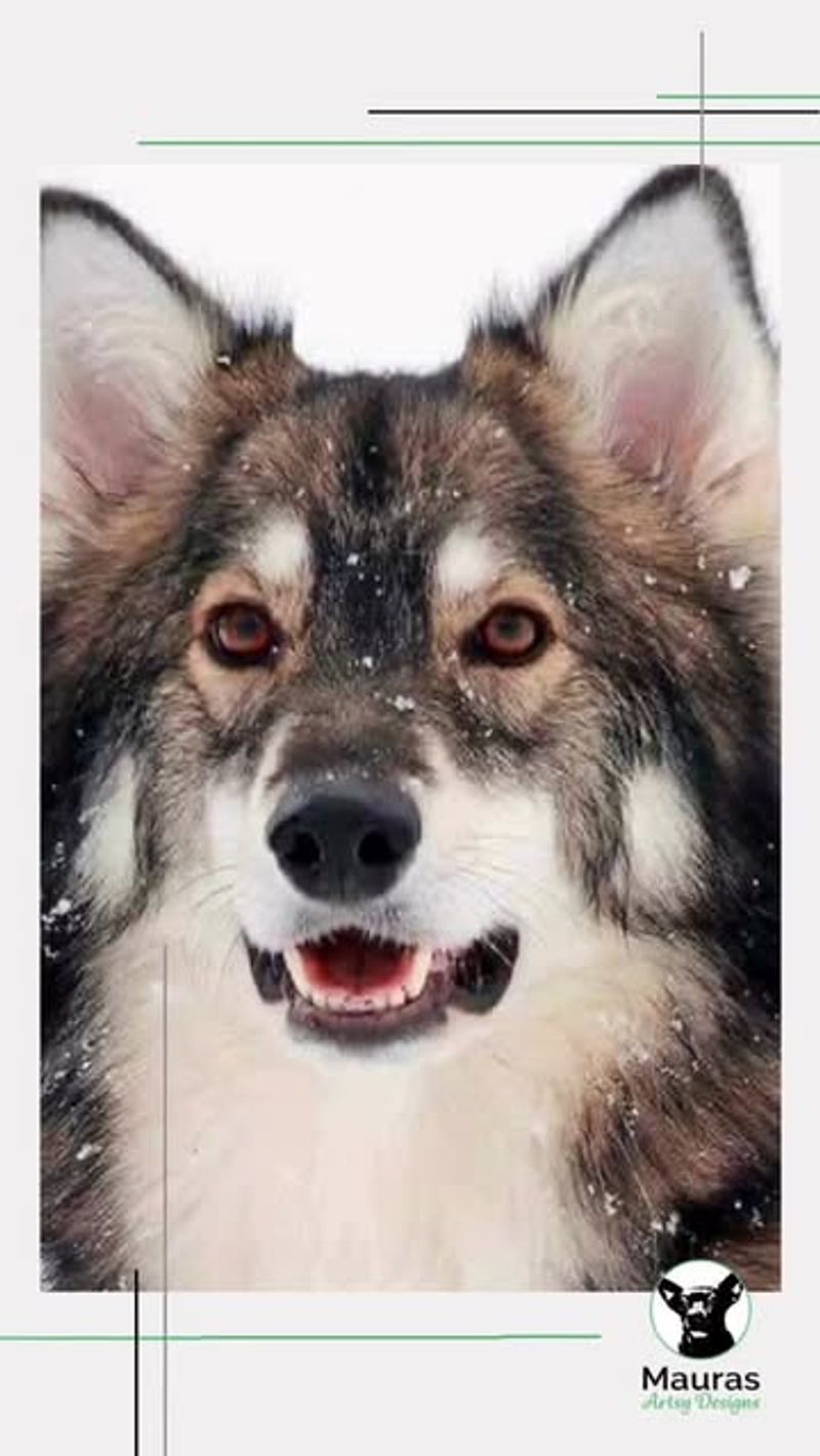 20 Dog Breeds That Closely Resemble Wolves but Are Totally Domesticated 8 Utonagan