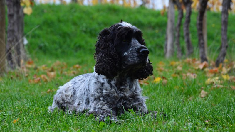 27 Dog Breeds That Show Loyalty Through Affection and Daily Companionship 16 Cocker Spaniel
