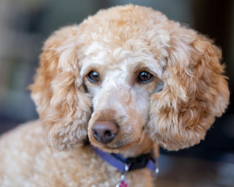 8 Exceptionally Well-Behaved Dog Breeds (And 8 That Are Far More Challenging) 4 Poodle