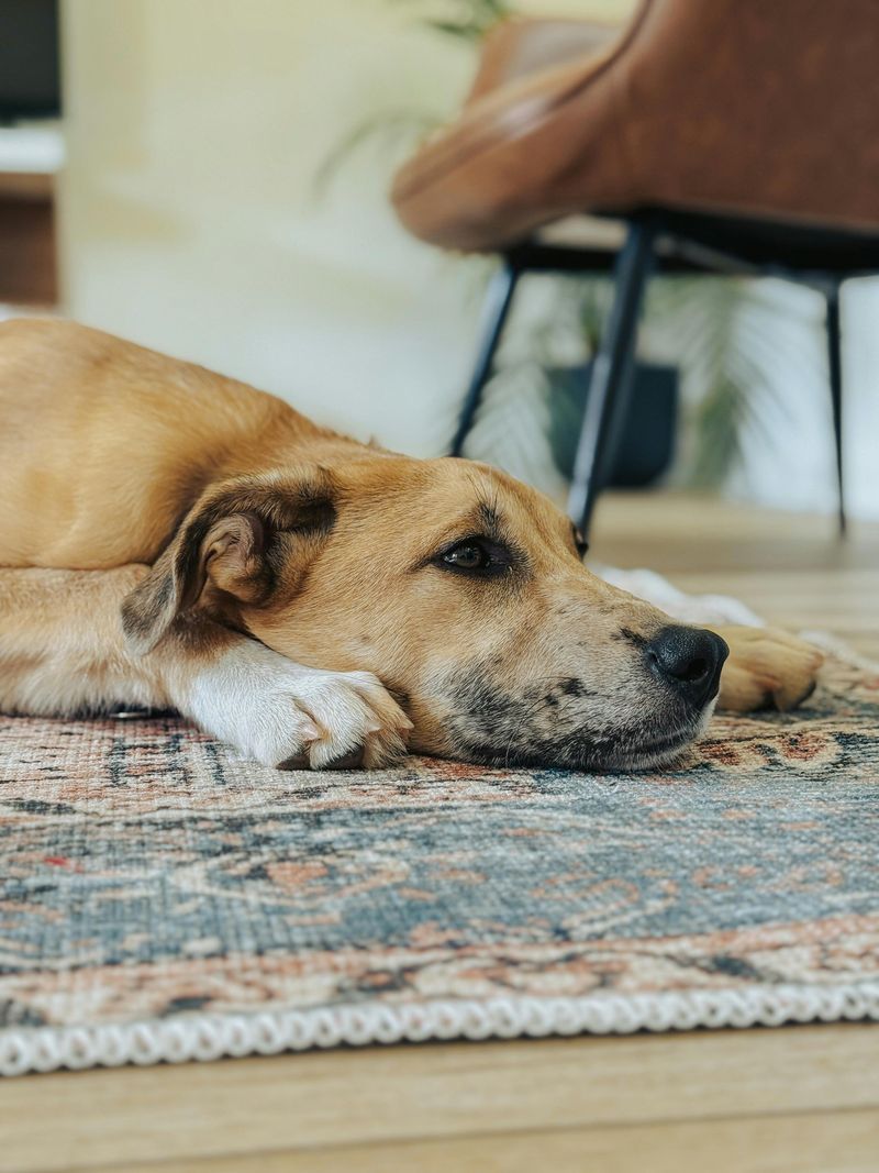 9 Causes of Dog Snapping and How to Prevent It 10 Neurological or Cognitive Factors