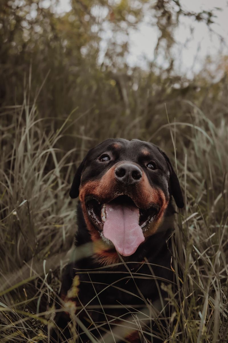 Rottweiler