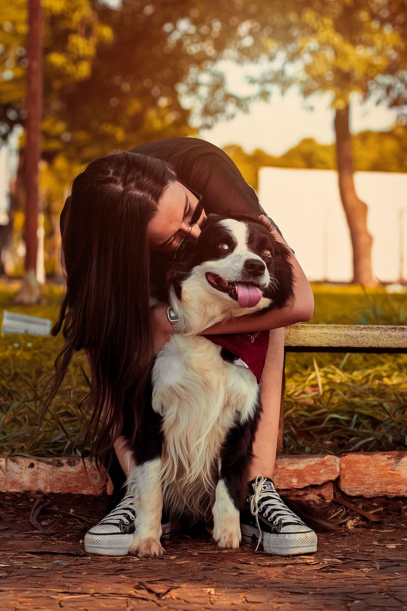 Human closeness isn't optional for these 10 deeply social dog breeds 9 Border Collie
