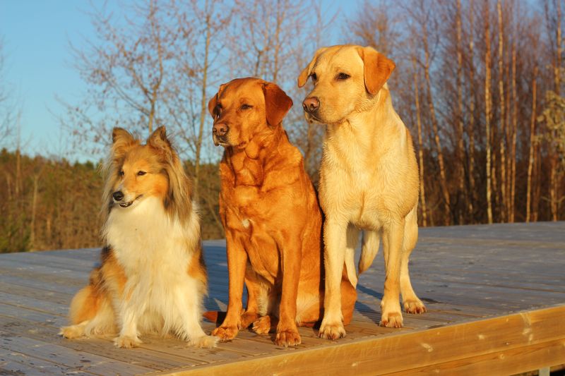 15 Dog Breeds That Share Many Traits with Labrador Retrievers 2 Golden Retriever