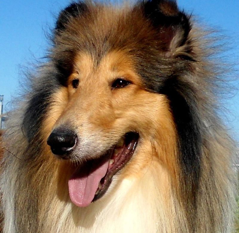 Collie