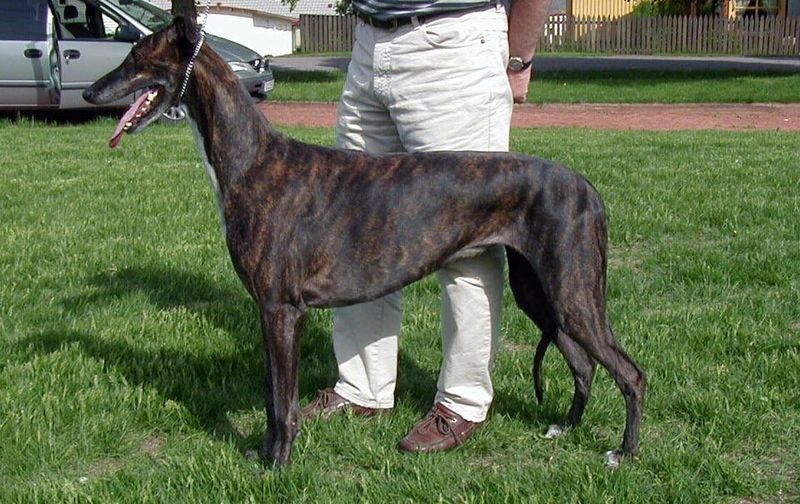 Not every dog turns the house into an amusement park - These breeds often prefer the quieter side of life 2 Greyhound