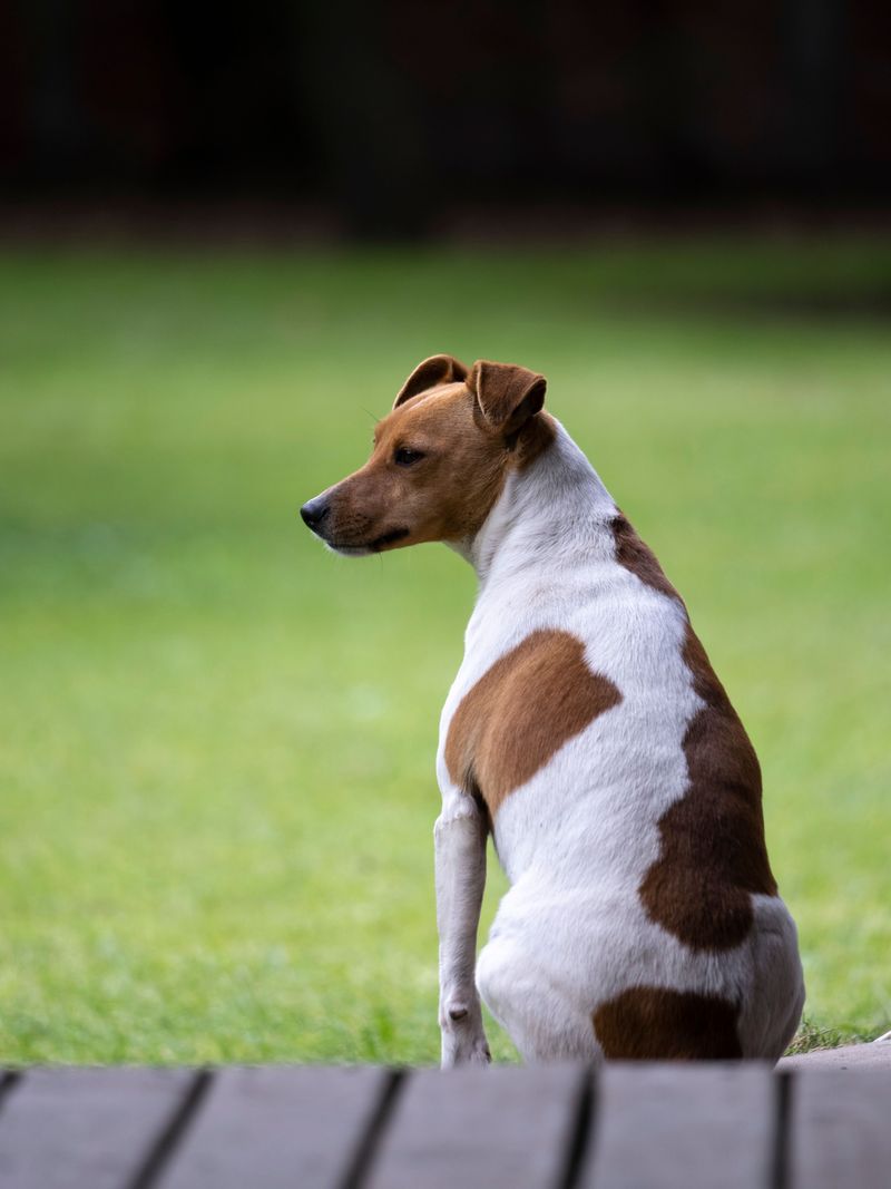 Think a small dog can't take guarding seriously? These breeds never got that message 7 Jack Russell Terrier