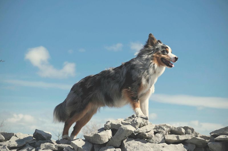 Australian Shepherd