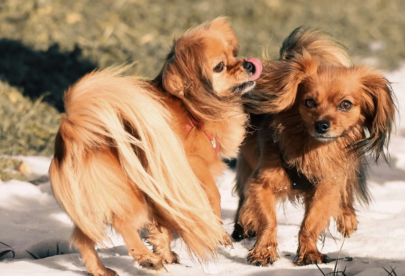 16 Dog Breeds That Love Being Wrapped Up Like Burritos (And Why It Calms Them) 16 Tibetan Spaniel