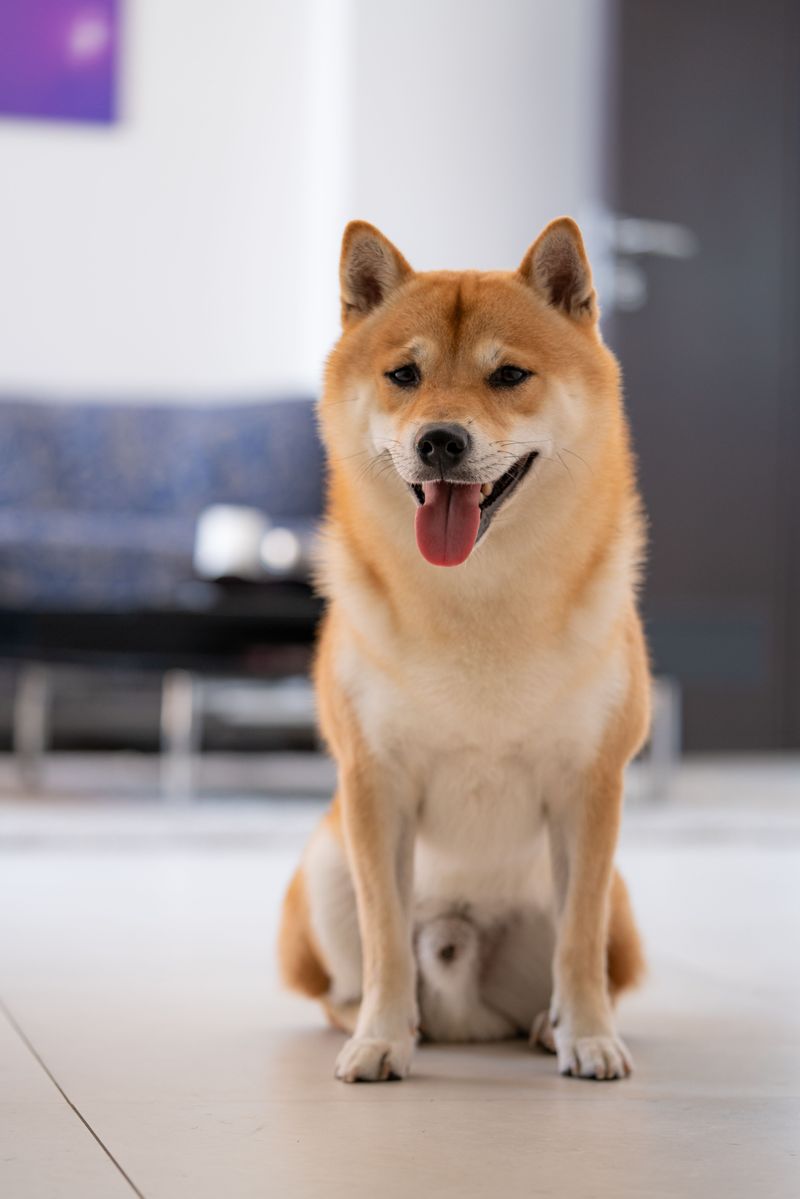 Training experience helps, but these dogs can still make owners question everything they know 6 Shiba Inu