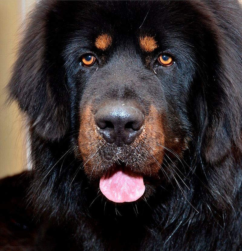 29 Big Dog Breeds with Gentle Temperaments 17 Tibetan Mastiff