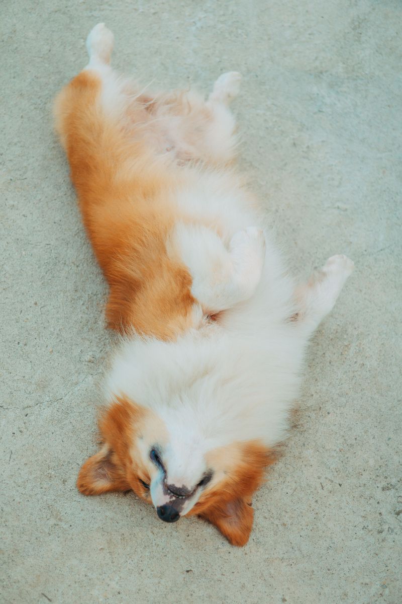 Exposes its belly comfortably