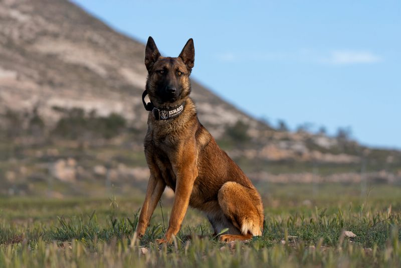 25 Fearless Dog Breeds That Take Home Security Seriously 6 Belgian Malinois