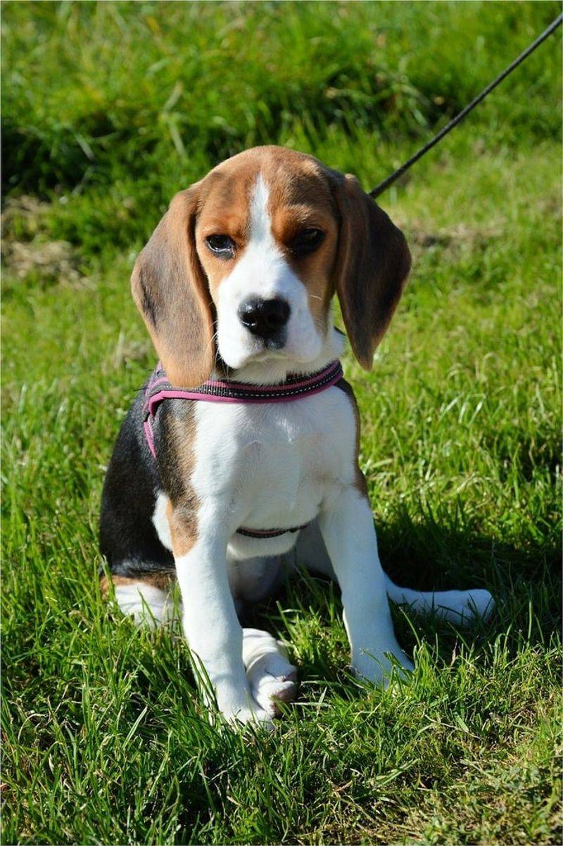 Beagle