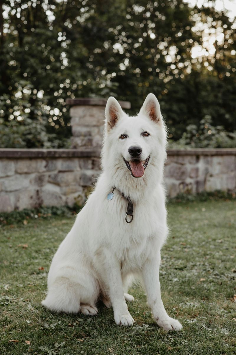 White Swiss Shepherd