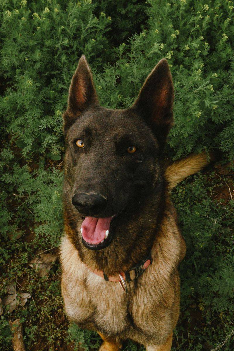 Belgian Malinois