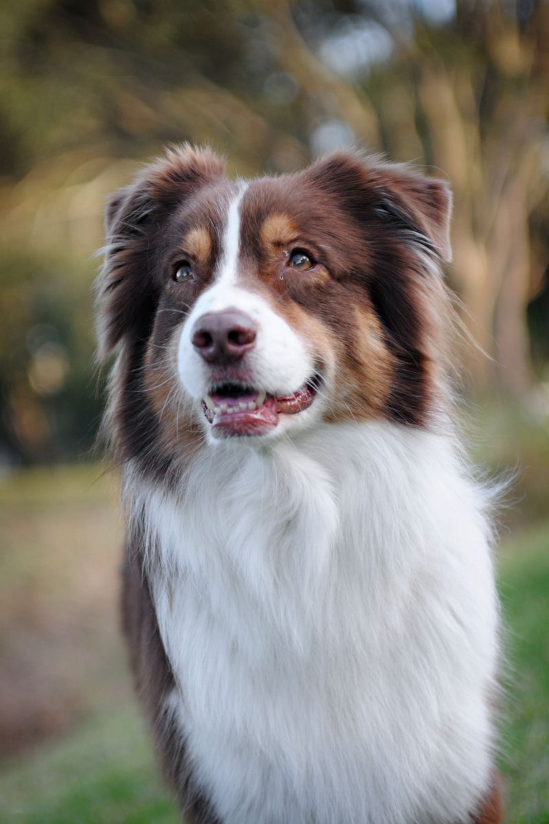 Before assuming everyone wants a smaller dog, see which large breeds Americans keep bringing home 11 Australian Shepherd