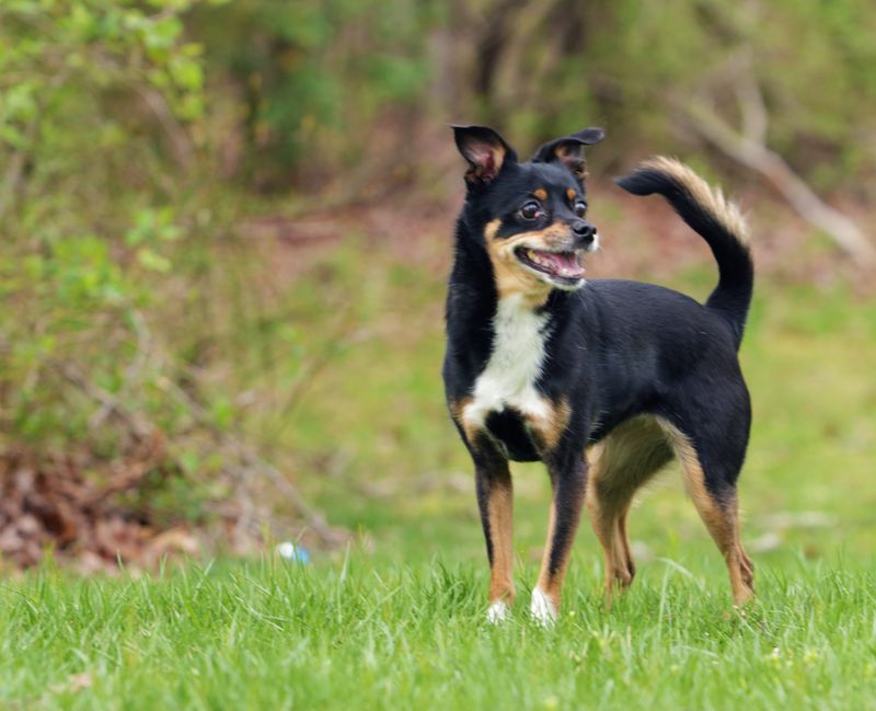 Looking for a tidier companion? These dog breeds have some naturally neat habits 12 Manchester Terrier
